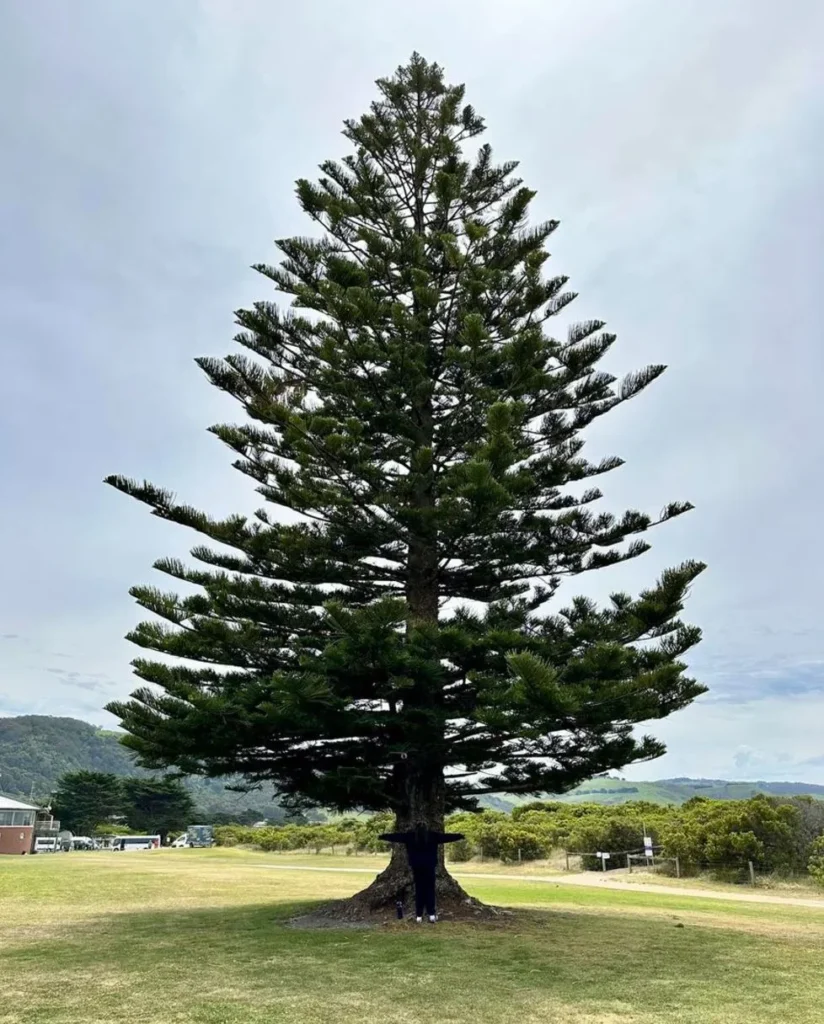 Apollo Bay