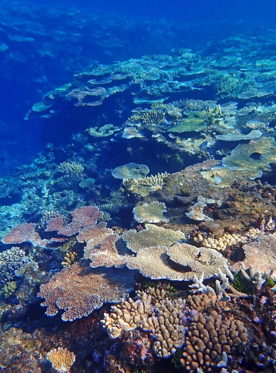 Vitrier Moissy Cramayel | Great Barrier Reef for Beginners: Easiest Places to Start Getting Your Feet Wet in the Coral
