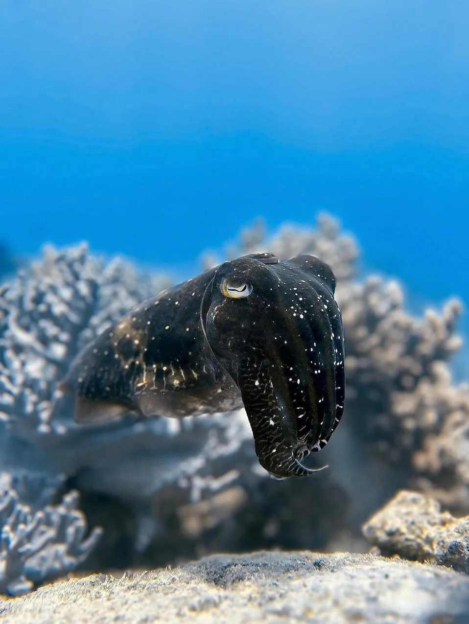 Great Barrier Reef for Beginners: Easiest Places to Start