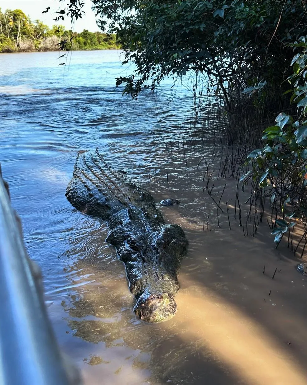 Jumping Crocodile Cruise from Darwin