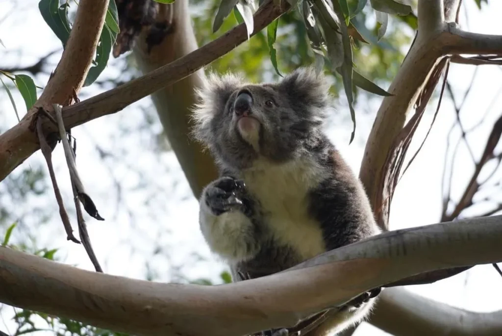 Kennett River Koala Walk