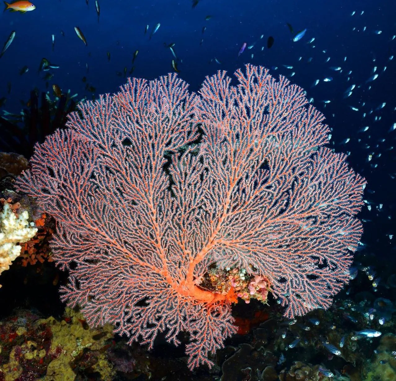 Vitrier Moissy Cramayel | Great Barrier Reef for Beginners: Easiest Places to Start Ribbon Reefs