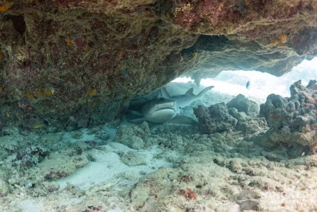 Unspoiled Coral Reefs