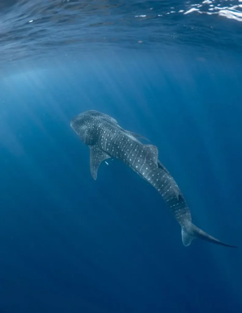 Whale Sharks