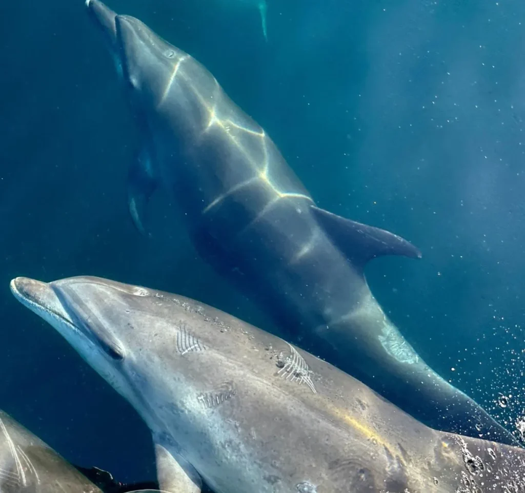 bottlenose dolphins