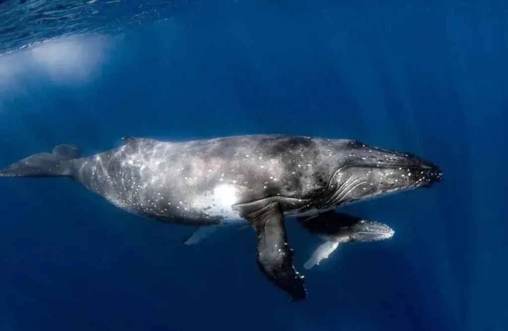 humpback whale