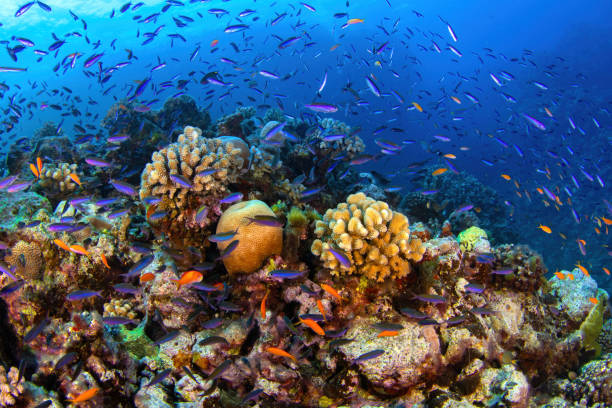 Discover the Great Barrier Reef: A Journey Through Earth’s Largest Living Wonder
