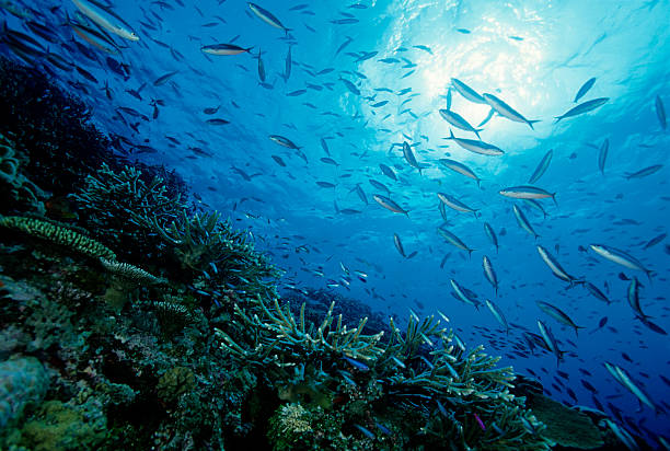 Exploring the fascinating marine ecosystem of the Great Barrier Reef