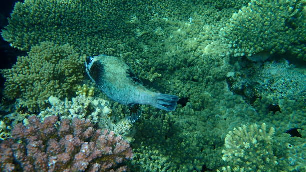 Fauna found in the extraordinary environment of the Great Barrier Reef.