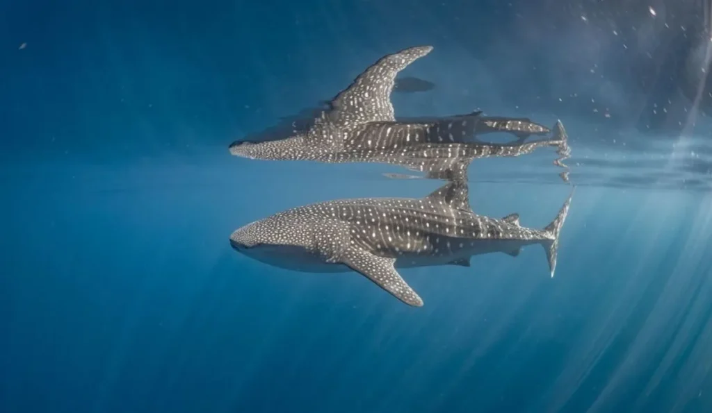 whale sharks